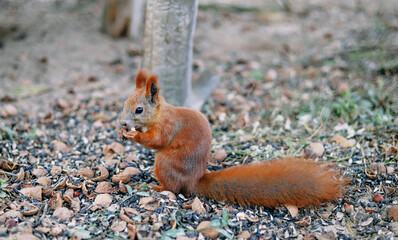 Naklejka na ściany i meble Charming red squirrel eats a nut. Autumn Park, the squirrel changes its fur for the winter