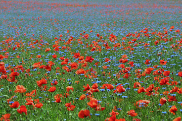 Fototapeta premium field of poppies and cornflowers. natural texture