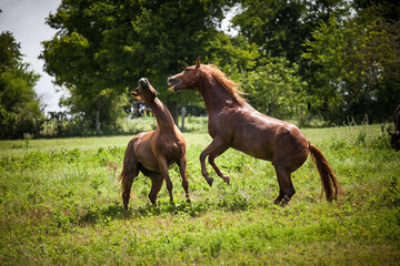 horse fight