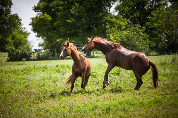 Fototapeta premium horse fight
