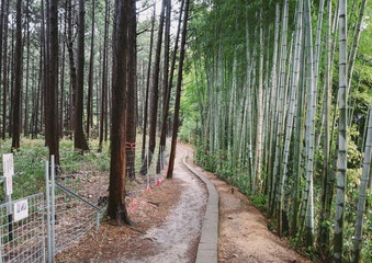 Fushimi Inari Taisha Temple in Kyoto, Japan.