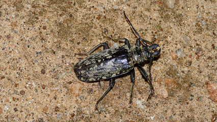 Longhorn beetle sitting on the ground
