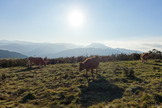 Vaches sauvages basques betizu, devant les 3 couronnes, au sommet du Xoldokogaina, à Biriatou