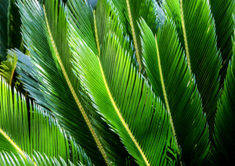 Large palm leaves. Green background with foliage.