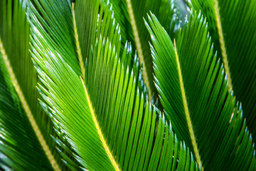 Large palm leaves. Green background with foliage.