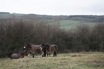 Exmoor Ponies