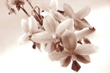 Scented Phalaenopsis orchid Liodoro flowers - sepia