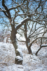 Snow in oak tree forest in Burgenland