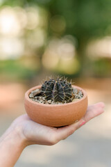 Cactus in pots available in Thailand