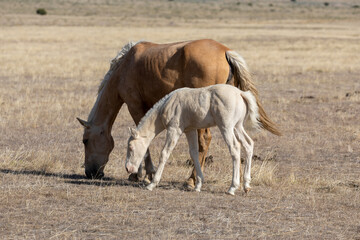 Naklejka na ściany i meble Wild Horse Mare and Her Foal in Utah