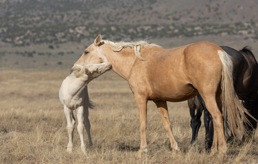 Wild Horse Mare and Her Foal in Utah