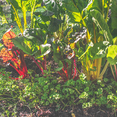 Vintage image of colorful vegetables in the garden. Square 1:1 aspect ratio.
