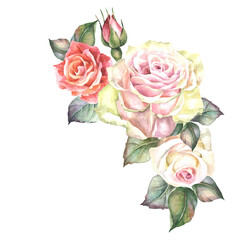 bouquet of watercolor roses on white
