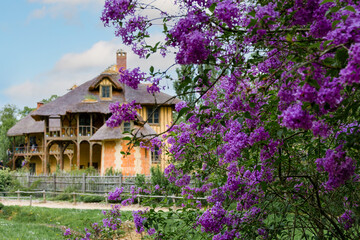 Old house in the woods with blooming purple flowers in foreground