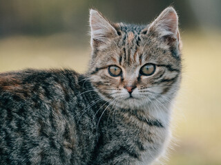 Cute young kitten outdoor