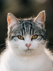 Cute young kitten outdoor