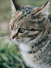 Cute young kitten outdoor