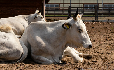 cow on the farm in the paddock.