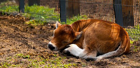 Calf on the farm.