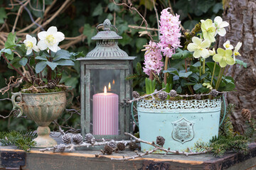 Gartendekoration mit Christrosen und pink Hyazinthen in vintage Töpfen