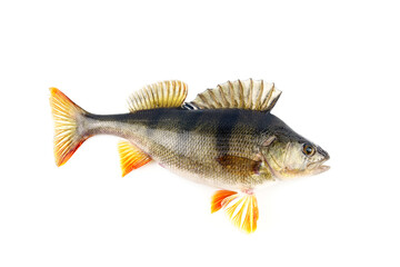 Fototapeta premium Perch fish isolated on white background.