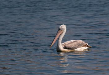 Dalmatian Pelican (Pelecanus crispus) fishing in blue water lake.