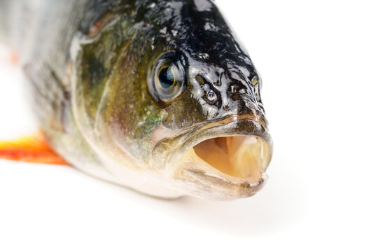 Close-up of a perch head Isolated on white background. Fish with open mouth