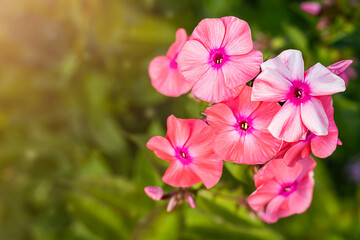 pink phlox in the sun, summer garden, background