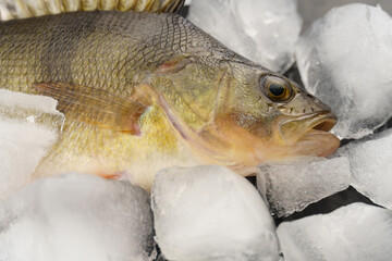 Perch fish on ice. Close-up of fresh fish