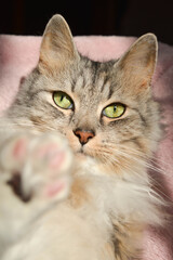 Gray cat with the green eyes potrait 