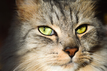 Naklejka na ściany i meble Gray cat with the green eyes potrait 