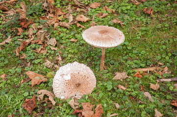 mushroom in the forest