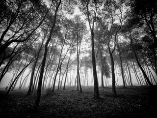 Foggy morning in the pine forest next to the Bellus reservoir, Spain.