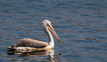 Dalmatian Pelican (Pelecanus crispus) fishing in blue water lake.