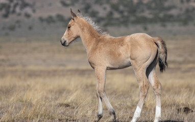 Obraz na płótnie Canvas Cute Wild Horse Foal in Utah