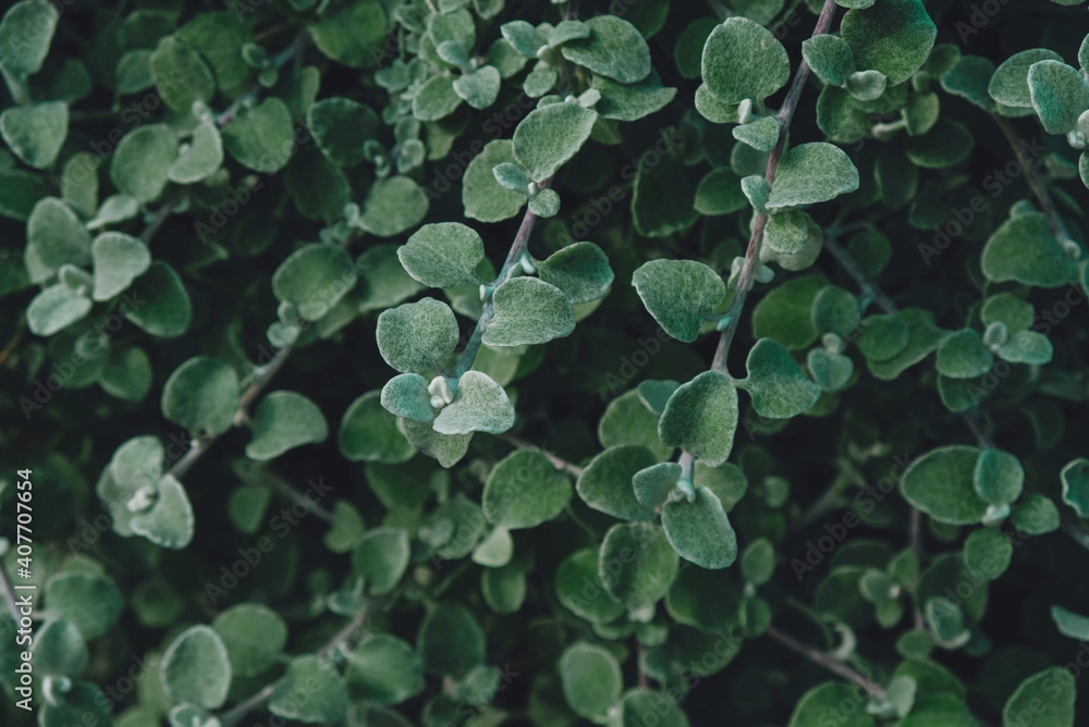 Sticker beautiful natural leaves texture for background. garden plants.