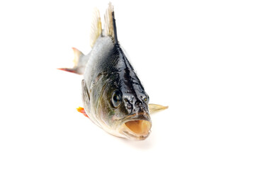 Fresh fish close up isolated on white background.