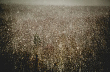 Zimowy horyzont i śniego padający na las