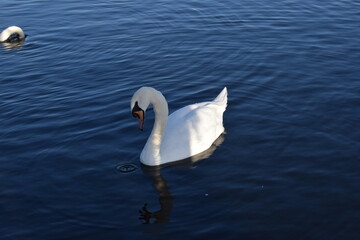 swan on the lake