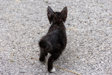 black and white cat