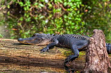 american alligator in Everglades National Park