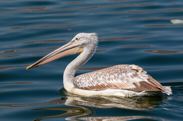 Dalmatian Pelican (Pelecanus crispus) fishing in blue water lake.