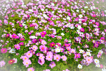 三重県　明和町斎宮に咲くコスモス