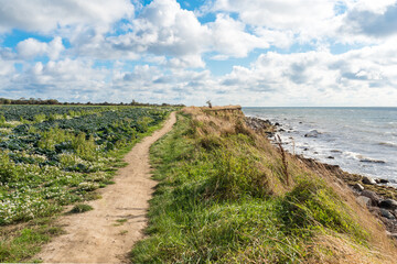 Hiking trail past savoy cabbage fields along the steep coast in the southeast towards the...