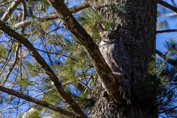Great horned owl -  Bubo virginianus sitting on the pine tree