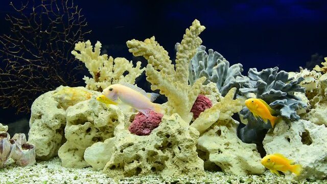 Freshwater aquarium decorated in pseudo-sea style. Aqua scape and aqua design.