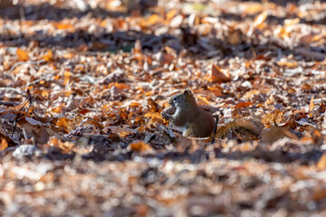 American red squirrel with walnut in the park