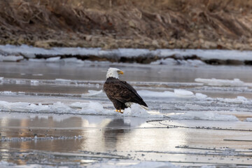 Bald eagle sitting on a frozen river