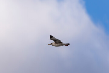 Seagull in flight. Natural scene from lake Michigan.