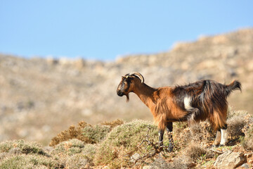 Ziege auf Kreta 